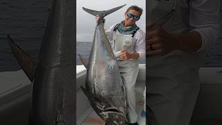 GIANT SoCal Bluefin Tuna Fishing shorts bluefintuna [upl. by Ianaj]