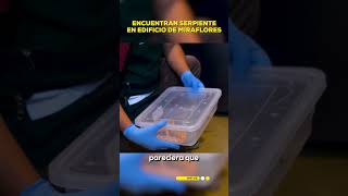 🚨🐍 Una serpiente fue encontrada en un edificio multifamiliar en el distrito de Miraflores  VERTICAL [upl. by Hsihsa]