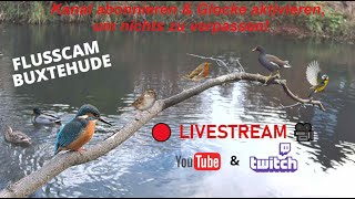 🔴 LIVESTREAM 1 in 4K  EISVOGEL 🐦 KINGFISHER  NISTKASTEN CAM 🎥  BIRD FEEDER 🦃  WILDLIFE [upl. by Brendis484]