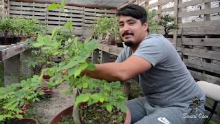 Aprende sobre Bonsai con esta tecnica Celtis sinesis diseño y cambio de angulo de plantado [upl. by Colbye]