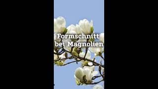 Formschnitt bei Magnolien I PflanzenKölle [upl. by Ziagos]