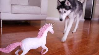 Mishka the Talking Husky vs Unicorn [upl. by Sink]