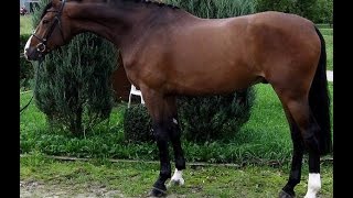 wwwsporthorsesonlinecom 2009 Holsteiner gelding 163 hh sold [upl. by Aikrehs]