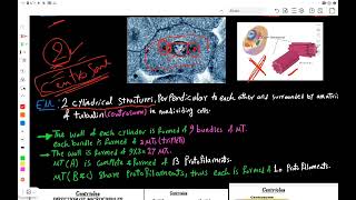 Cytoskeleton amp Cytoplasmic Inclusions [upl. by Lussier]