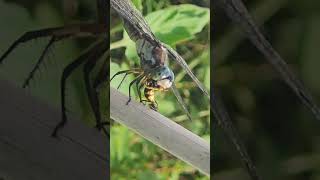 Dragonfly Vs Wasp No Match ‼️ insects nature insectworld bug [upl. by Schluter]