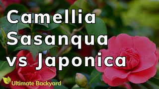 Camellia Sasanqua vs Japonica A Guide to the Common Camellia varieties [upl. by Dhar597]