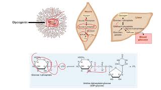 MMP Exam 1 Section 3 Carbohydrate Metabolism Glycogen Pentose Pathway Gluconeogenesis [upl. by Ylenats]