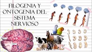 Filogenia y Ontogenia del Sistema Nervioso [upl. by Marketa]