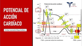 🔴 POTENCIAL DE ACCIÓN CARDÍACO  FISIOLOGÍA CARDÍACA [upl. by Obeng309]