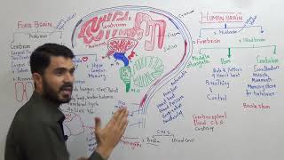 L11 CNS Human Brain Parts and Function Fully explained in Urdu Hindi By Dr A Hadi [upl. by Volney163]