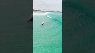 How do dolphins greet each other They wave [upl. by Edwina]