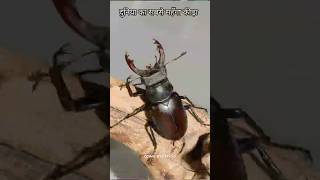 Stag Beetle sciencefacts facts shorts [upl. by Suh]