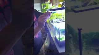 Easy drip acclimation for healthy shrimp care for your tank like a pro fishtank shrimp aquarium [upl. by Uht]