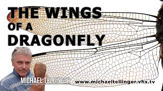 The Wings Of A Dragonfly [upl. by Nerval]