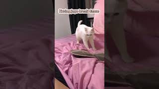 Kucing viral bisa break dance 🐱🐱 kucing kucinglucu breakdance [upl. by Laure]