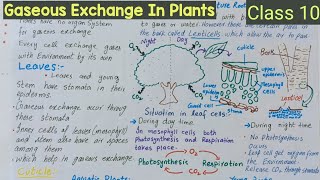 Gaseous Exchange In Plants  Class 10  Lec 02 [upl. by Isbella990]