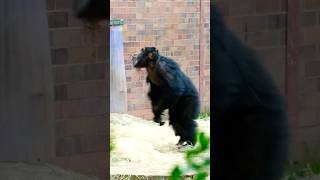 Male Chimpanzee Stands and Then Attack the Door [upl. by Secnarf]