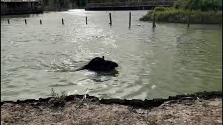 Tapir swimming [upl. by Cotterell]