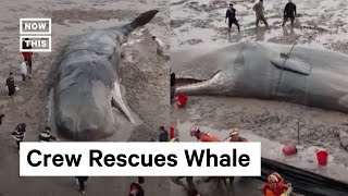 Whale Rescued After Being Stranded on Beach for 20 Hours [upl. by Etteloiv260]