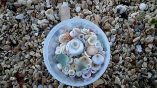 Finding puka shells in Maui [upl. by Kendall]