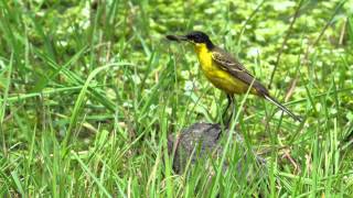 Blackheaded Wagtail  Motacilla flava feldegg [upl. by Sterrett814]