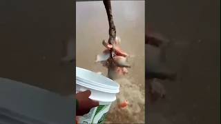 Mancing Ikan Piranha fishing mancing mancingikan mancingmania viral videoshort youtubeshort [upl. by Noir]