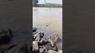 paplet fish fishing fish twolessfishinthesea httpsyoutubecomvectorsiLO1TP9cLNWl1nlts [upl. by Siravaj]