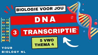 5 vwo  DNA  3  Transcriptie [upl. by Barsky]