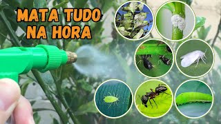 INSETICIDA CASEIRO PARA PLANTAS USANDO SÓ 1 INGREDIENTEMATA TUDOPULGÃO COCHONILHA… [upl. by Niliak]