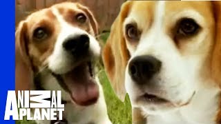 The Beloved Hound The Beagle  Dogs 101 [upl. by Fancy]