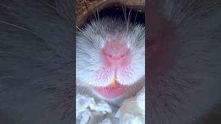 Hamster screaming 😮🐹 hampter [upl. by Legge175]