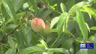 How Massachusetts peach harvest is looking this year [upl. by Haneen238]