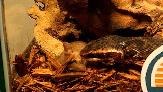 Water Moccasin CAUGHT This Mouse Trying To Hide [upl. by Nerot438]