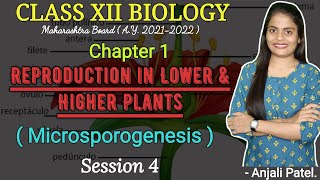 Class XII BIOLOGY REPRODUCTION IN LOWER AND HIGHER PLANTS  Microsporogenesis [upl. by Bush514]