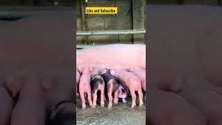 quotCan You Believe What This Mama Sow Did with Her Pigletsquot [upl. by Wake107]