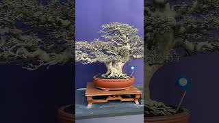 Bonsai indonesia art bonsai trees bonsaiindonesia [upl. by Yoc]