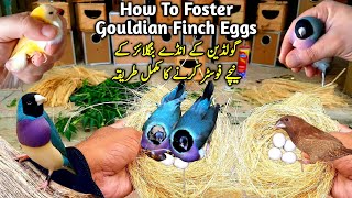 Gouldian ke Anday Foster Karne ka Best Tarika  Lady Gouldian Finch Breeding Tips [upl. by Acnayb]