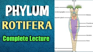 PHYLUM ROTIFERA  General Structure Digestion and Reproduction [upl. by Ozneral]