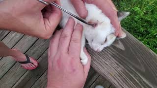 Bot Fly Larva Removal From KittenFirst Encounter [upl. by Towill]