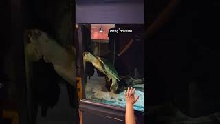 Turtle in Ballarat Wildlife Park youtubeshorts animals [upl. by Trebleht]