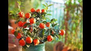 The Calamondin Orange Citrofortunella Microcarpa 5 [upl. by Aerdied361]