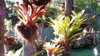 Bromeliad mix Plants  Bromelia planta de exceptie  Top 10 Bromeliads HD 01 [upl. by Leirvag]