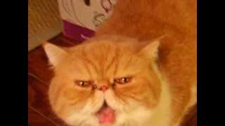 Exotic Shorthair Cat Meowing [upl. by Goldia]