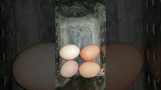 Nov 28th 2024 eggcollection [upl. by Zelma]