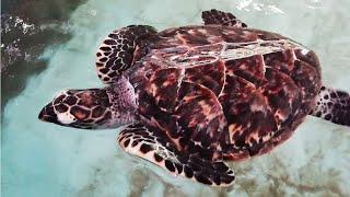 What Do Sea Turtles Eat Hawksbill Turtles Lunch Time  CEYLON TURTLE TALES [upl. by Allayne552]