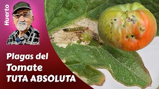 TOMATE todo sobre la TUTA ABSOLUTA PLAGAS DEL TOMATE [upl. by Corry608]