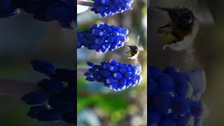 🌾☆⁴•² Grape Hyacinth Genus Muscari in Asparagus Family Asparagaceae¹ [upl. by Junji]