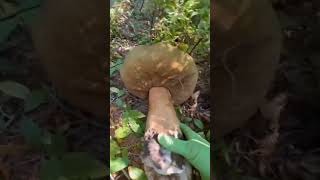 Today I found a huge wild boletus mushroom which I must share with everyone mushrooming [upl. by Arada30]