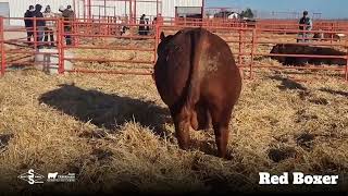 Red Boxer  Angus Colorado [upl. by Phalan]