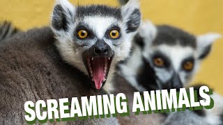 SCREAMING ANIMALS [upl. by Vinson]